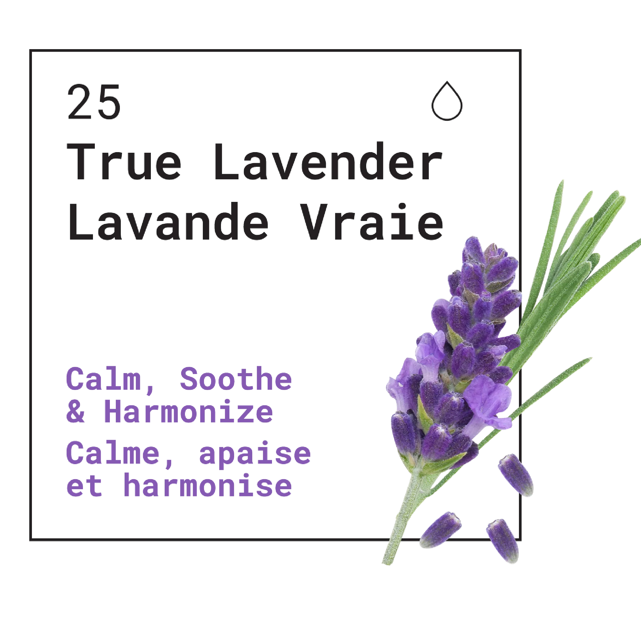 Bath & Body Wash Lavandin Grosso & Grapefruit (Lavandin & Citrus)