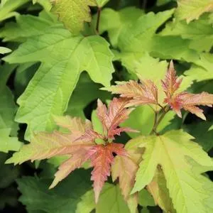 Viburnum 'Oh Canada' (Viburnum opulus 'Oh Canada') - 2 Gallon Potted Shrub