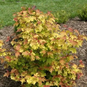 Viburnum 'Oh Canada' (Viburnum opulus 'Oh Canada') - 2 Gallon Potted Shrub